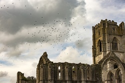 Fountains Abbey is one of the largest and best preserved ruined Cistercian monasteries in England.