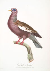 Bare-eyed pigeon