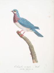 Mexican blue dove (considered fictitious)