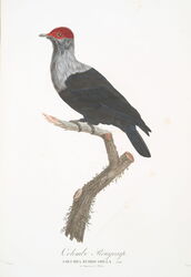 Red-crowned pigeon
