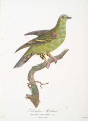 Madagascar green pigeon