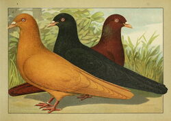 3 pigeons