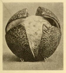 The Art of Ornamental Orange Peeling (1910)