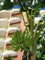 Unripe bananas in front of the hotel in Albania