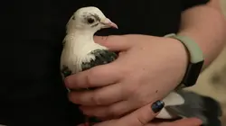 Belinda had suffered a broken wing and nerve damage in her shoulder