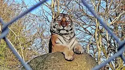 An Amur tiger called Dragan at Dartmoor Zoo - one of many zoos battling soaring overheads