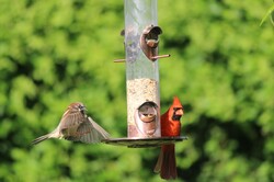 Bird feeder photo: Cardinal watches as a sparrow lands to share lunch
