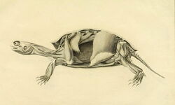 Friedrich Lehmann, Ludwig Heinrich Bojanus