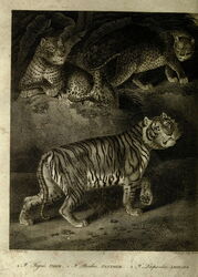 History of the Earth and Animated Nature (1825)