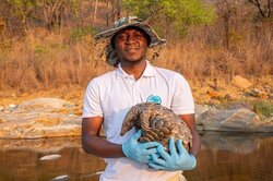 Alfredo Gotine in Mozambique Chimanimani National Park, preparing to release a rescued Temminck pangolin that has recovered from its injuries.