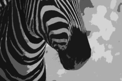 Black and white cutout image of zebra muzzle