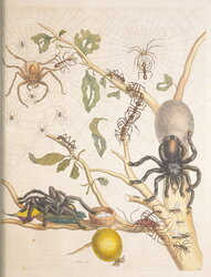 Metamorphosis Insectorum Surinamensium (1705)