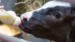 Bottle feeding a young calf