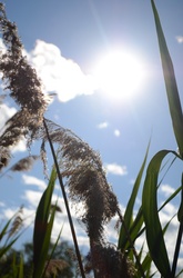 Grass in heatwave climate change