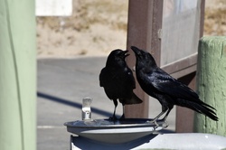 Crows Drinking Fountain Water