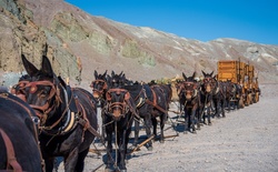 Mules Pulling Borax Wagons