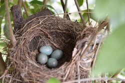Nice Bird nest with 4 eggs.