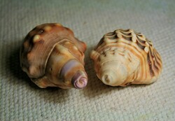 Conch Shells With Patterns