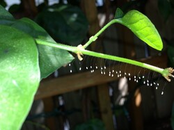 Backyard discovery - Green lacewing eggs hanging from Jasmine... and the larva eat aphids