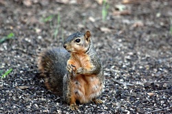Fox Squirrel And Sunflower Seeds