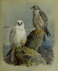 Greenland Falcon and Iceland Falcon 1915 Artist Archibald Thorburn 31 May 1860 - 9 October 1935 Public Domain