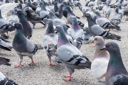 Many pigeons on the ground
