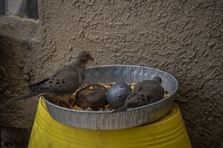 Two mourning doves enjoying breakfast