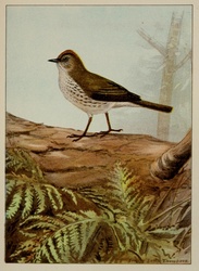 Ovenbird Seiurus aurocapilla Artist Ernest Seton Thompson Year 1900 Public Domain Bird Birds
