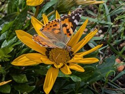 flower with butterfly
