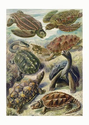 Turtle art vintage old antique 1900 century reptile amphibian animals tank nature life retro hand painted drawn drawing watercolor poster blackboard teach colors colorful background wallpaper illustration graphic design vector