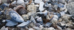 Assorted sea shells on shore