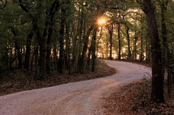 Sunrise In The Woods