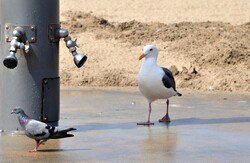 A pigeon and a seagull partake of water from foot showers at the beach