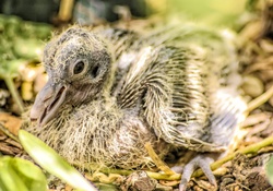 Wild turtle doves