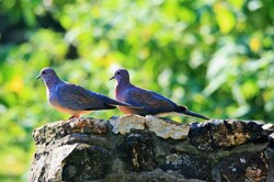 Two laughing doves basking in the sun