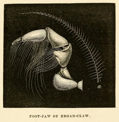 Foot-Jaw of Broad-Claw