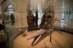 American Museum Of Natural History