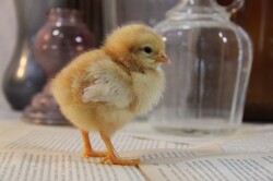 A baby chicken set among antique jars and papers