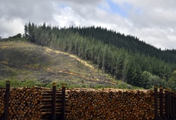Logging industry impacts a forest area, with cut trees piled in foreground and a deforested hillside behind