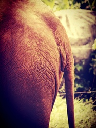 Elephant in zoo