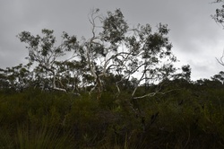 Australian bushland scene showing a native eucalyptus gum tree with its pale bark and sparse foliage against a stormy sky in Sydney
