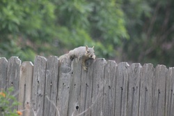The squirrels love to sneak in our yard, trying to stay away from our pet dog. They are careful only to fall across the fence when they really want something to eat.