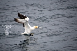 Australian Gannet Sea Bird