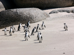 Jackass penguins on Boulders Beach near Simons Town in South Africa