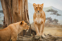 Two lions standing, one of them is on the log