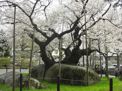 Sakura in Iwate, japan