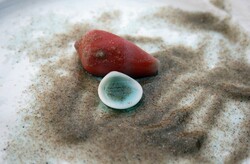 Sand and shells