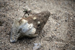 Small conch shell