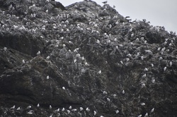Seabirds gathering on a dark rocky island formation, with one bird flying above the vast ocean under a gloomy sky