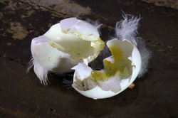 Soft downy feathers with broken shells of a small bird egg